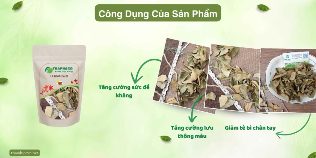 Công dụng của lá ngũ gia bì tại TP.HCM