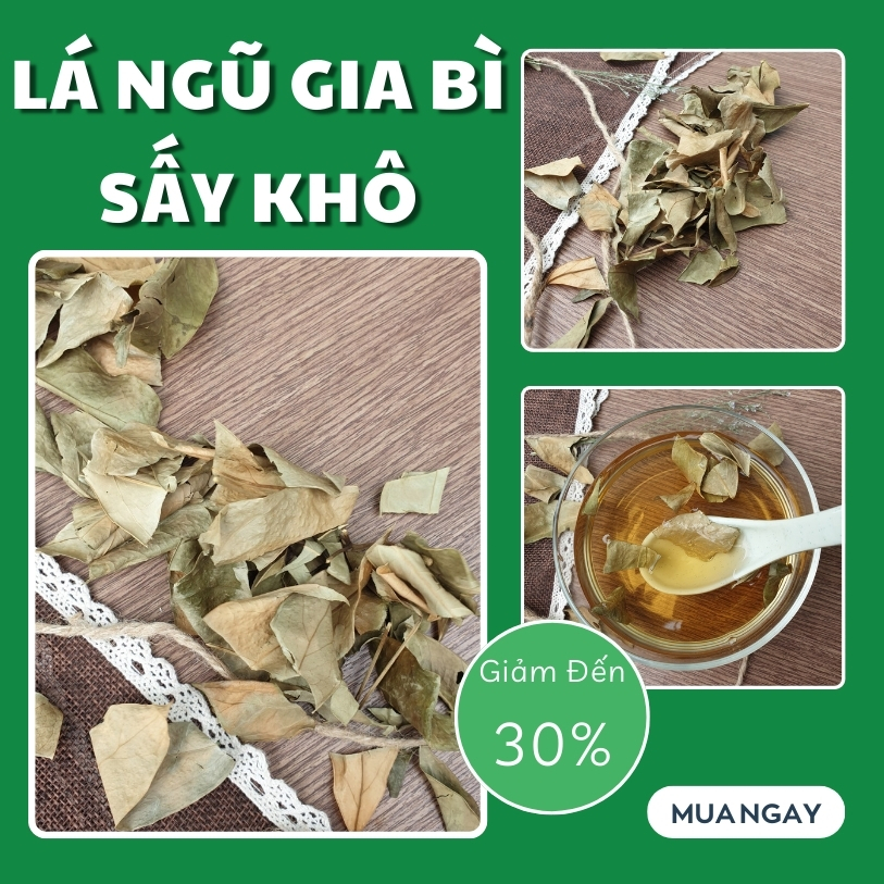 Sản phẩm lá ngũ gia bì tại TP.HCM