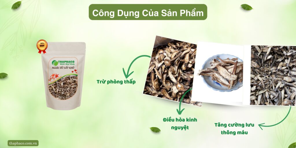 Công dụng của ngưu tất tại TP.HCM