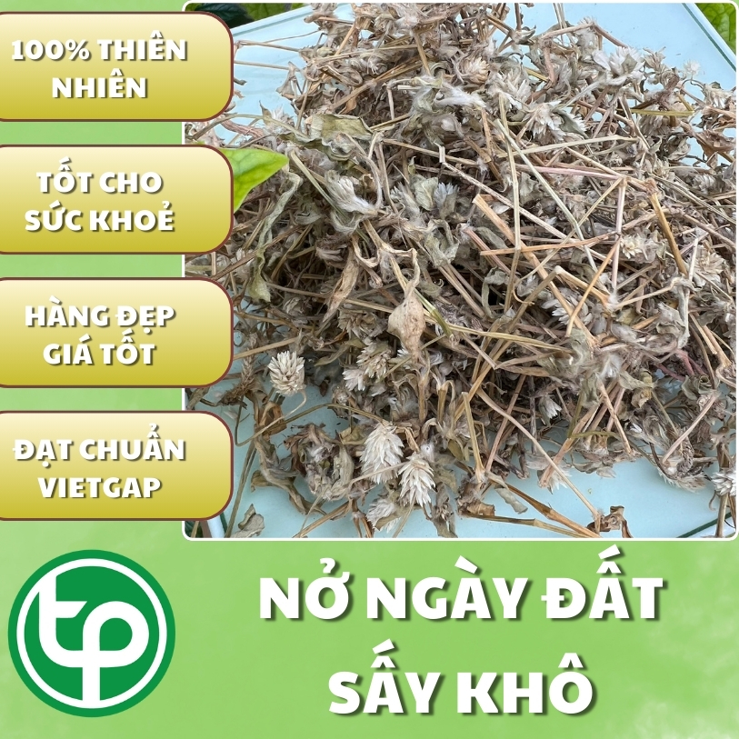 Mua cây nở ngày đất tại TP.HCM ở THAPHACO ( Tấn Phát Group )