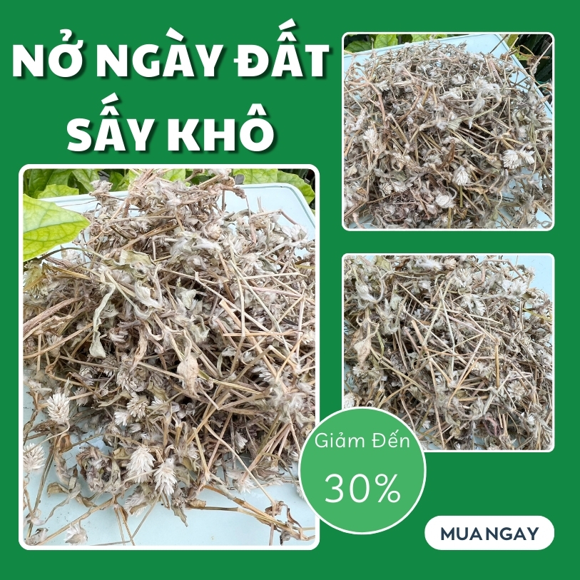 THAPHACO ( Tấn Phát Group ) - địa chỉ bán cây nở ngày đất tại TP.HCM