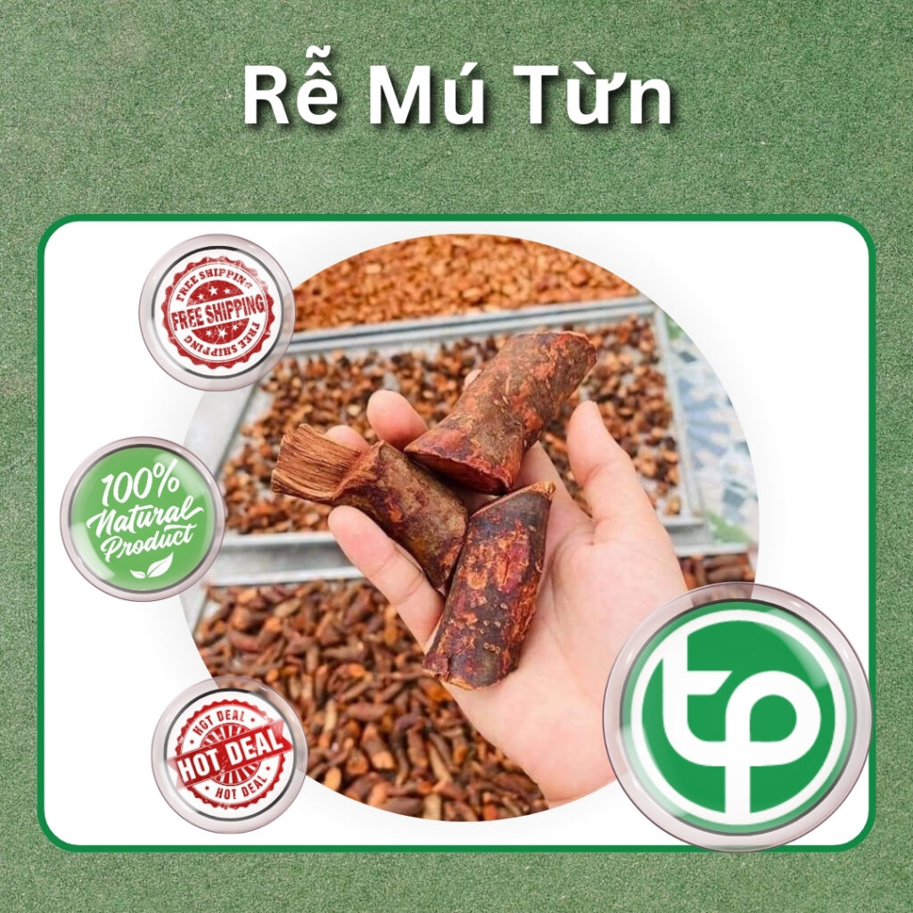 Rễ cây mú từn tại TP.HCM