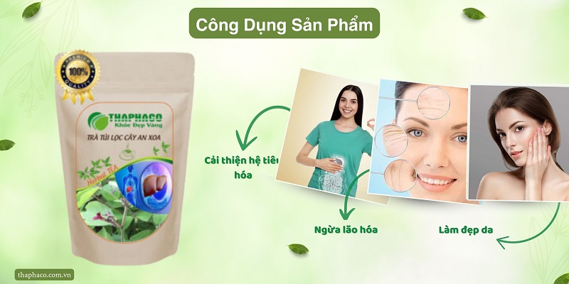 Công dụng trà túi lọc cây an xoa đúng cách