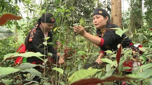 Nhà máy chế biến có nguồn nguyên liệu dồi dào