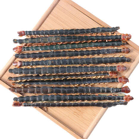 Con rết khô tại THAPHACO