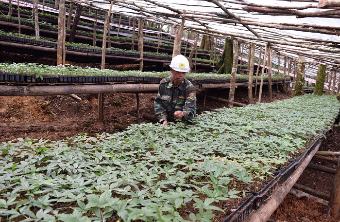 Dược liệu được trồng tại nhà máy của THAPHACO