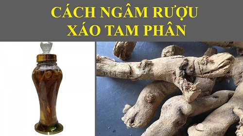 Ngâm rượu xáo tam phân như thế nào?