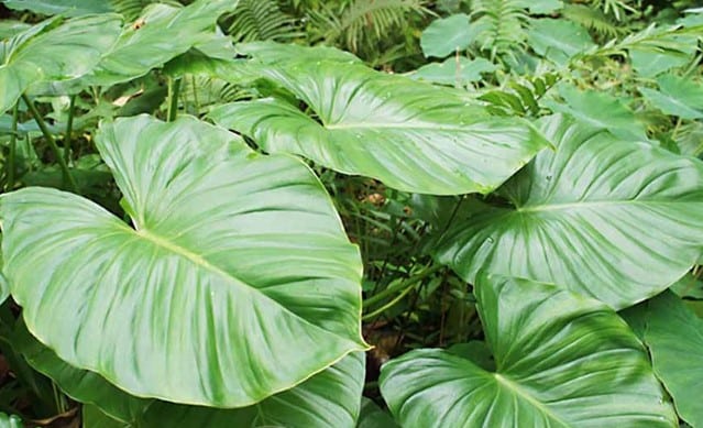 Cây thiên niên kiện tươi