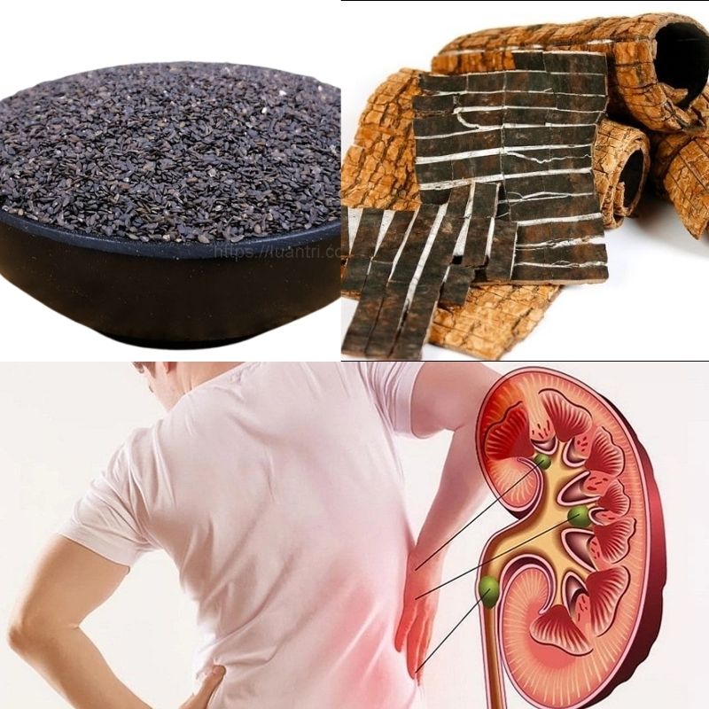 Các loại thảo dược Đông y được tin dùng để tăng cường sức khỏe thận