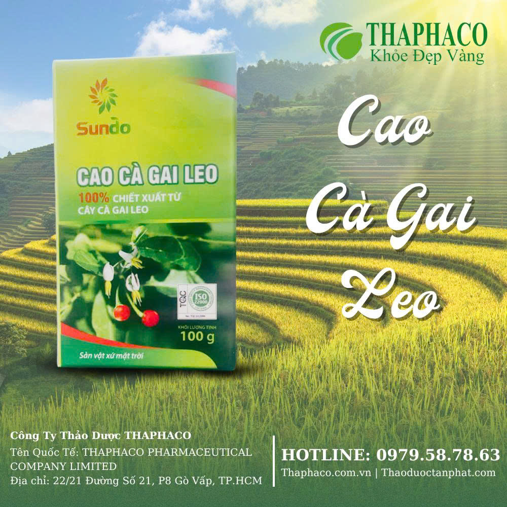 Cao cà gai leo mẫu mới tại THAPHACO