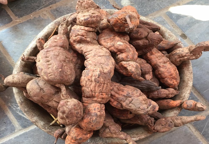 Hà thủ ô tươi cần được sơ chế