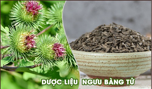 Ngưu bàng tử sấy khô trị ho