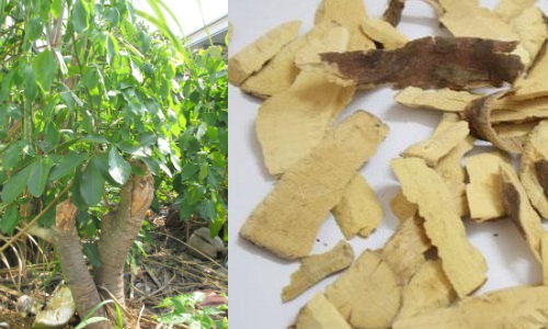 Cây cần sen là gì?