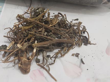 Cây vòi voi có độc không ?