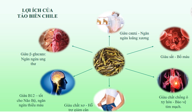 Lợi ích của của tảo biển chi lê