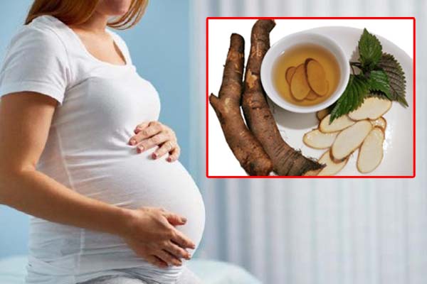 Giai đoạn nào nên dùng củ gai tươi