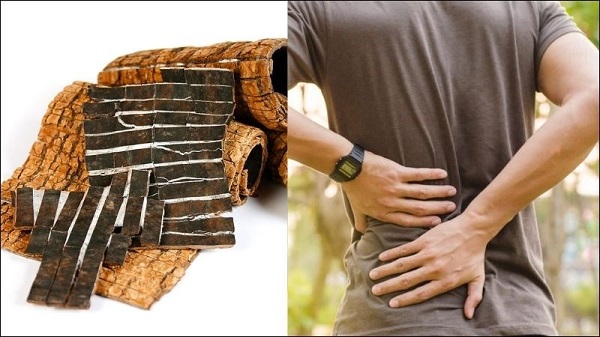 Cải thiện đau lưng do thận yếu nhờ đỗ trọng