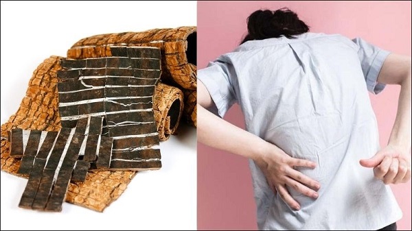 Đỗ trọng có khả năng chữa đau lưng