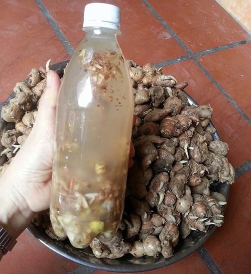 Dùng rượu ngâm như thế nào cho đúng cách