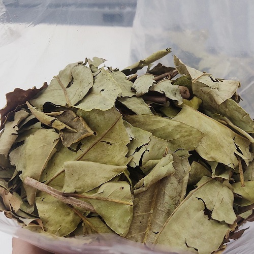 Dùng lá vối khô tốt cho sức khỏe