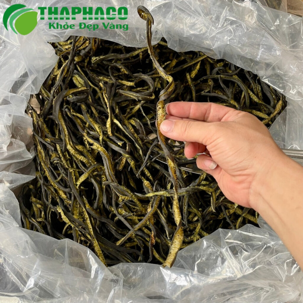 Cách sử dụng tảo xoắn Chile tại TP.HCM