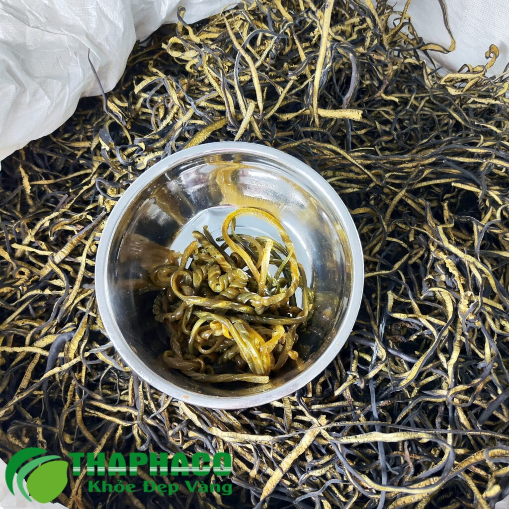 Lợi ích của tảo Chile tại TP.HCM