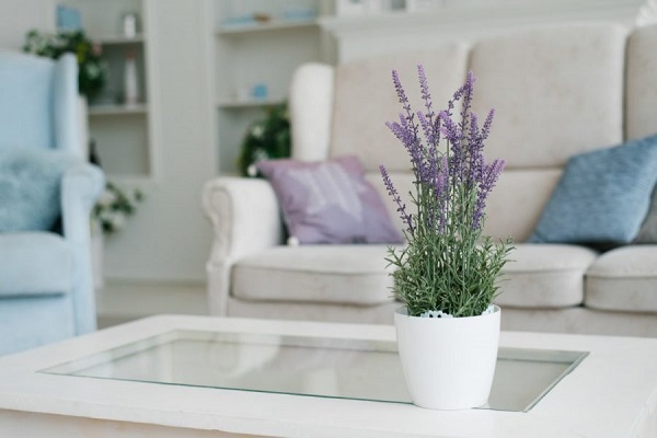 Dùng hoa oải hương trong đời sống