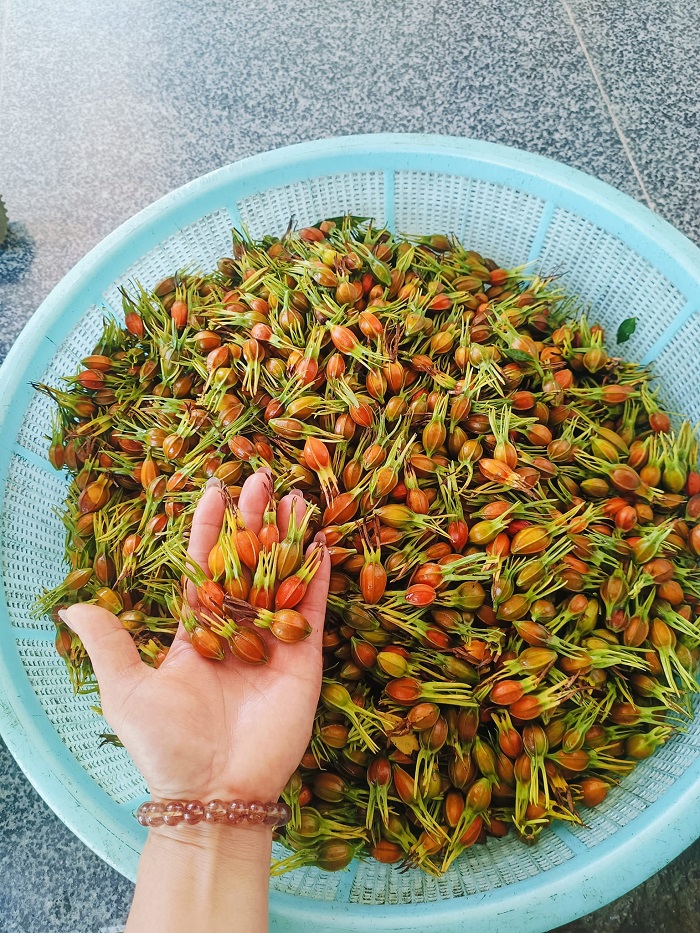 Sỉ dành dành giá tốt tại TP.HCM