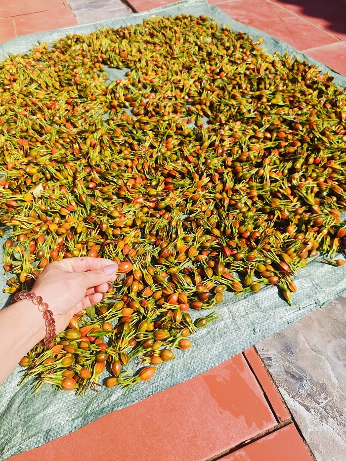 Sỉ quả dành dành tại THAPHACO