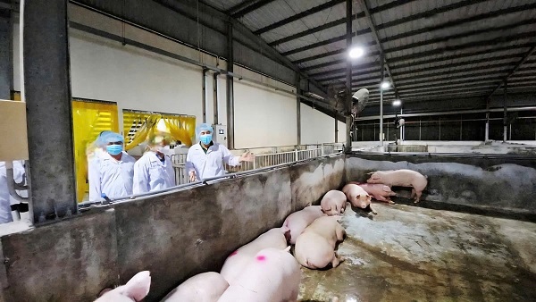 Phòng dịch cúm heo