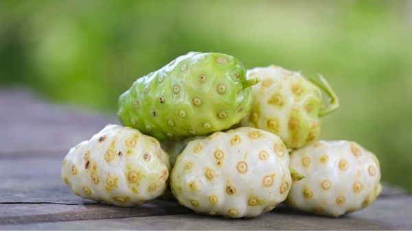 Trái nhàu tươi đạt chuẩn