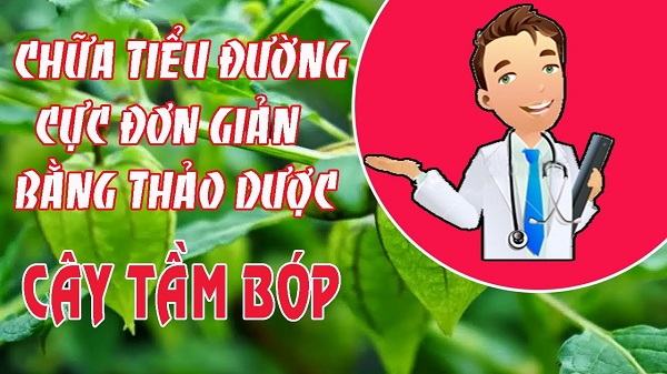 Chữa tiểu đường nhờ cây tầm bóp