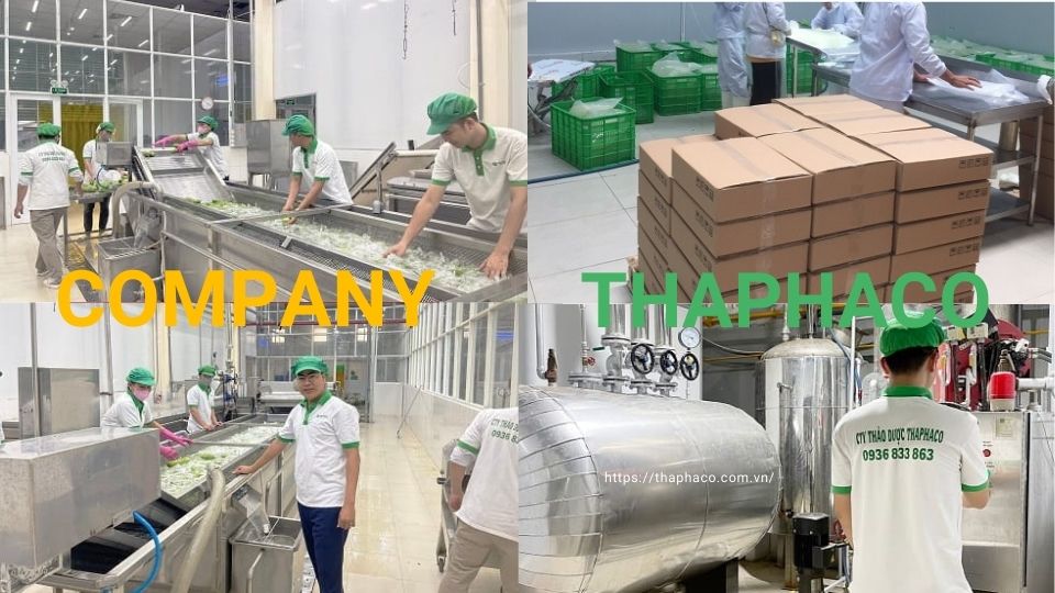 Cung cấp sỉ dành dành giá rẻ tại TP.HCM - THAPHACO