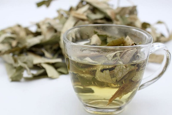 Lá vối nổi bật trong Đông y