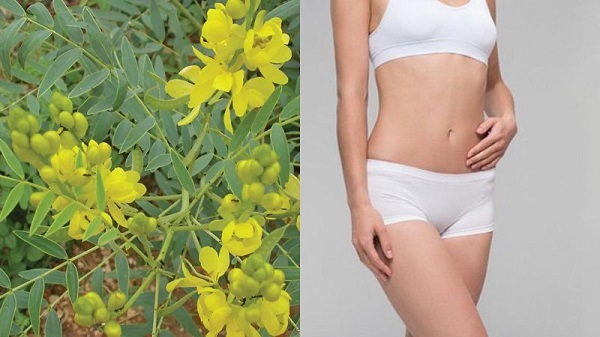 Phan tả diệp hỗ trợ giảm cân