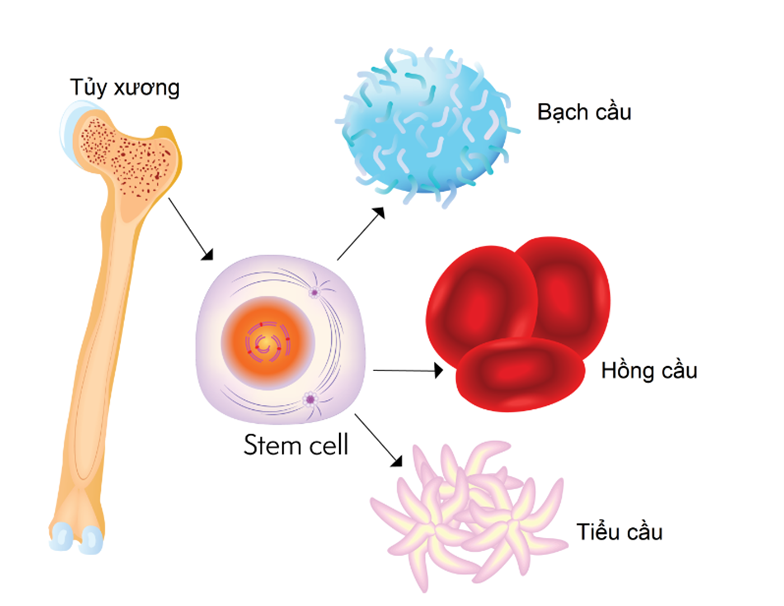 Tế bào gốc thần dược cho sức khỏe
