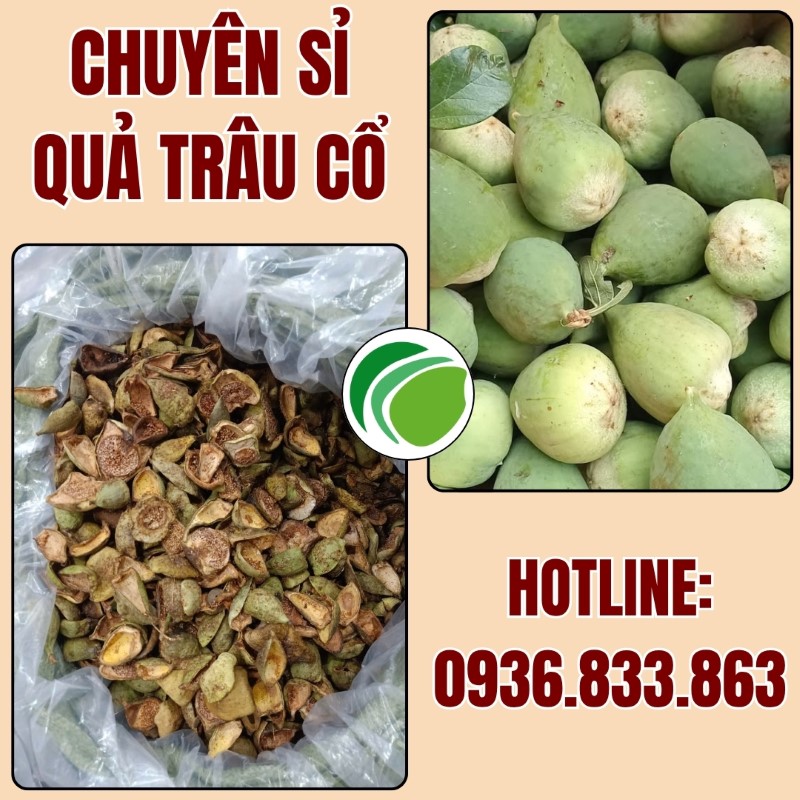 THAPHACO chuyên cung sỉ quả trâu cổ tại TP.HCM