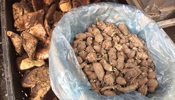 Củ ấu tàu là gì?