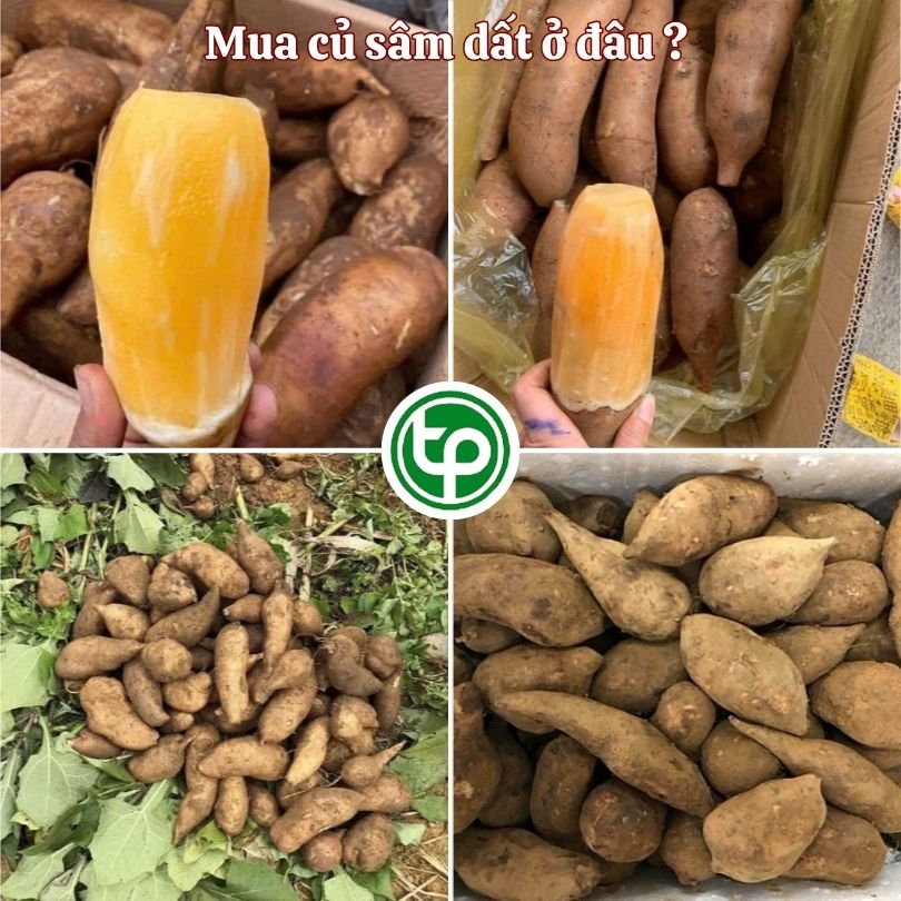 Mua sâm đất ở đâu ? 