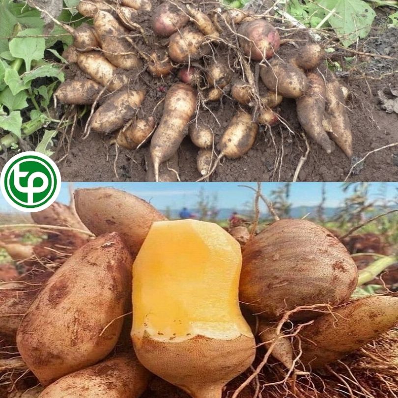 Củ sâm đất trông như thế nào ? 