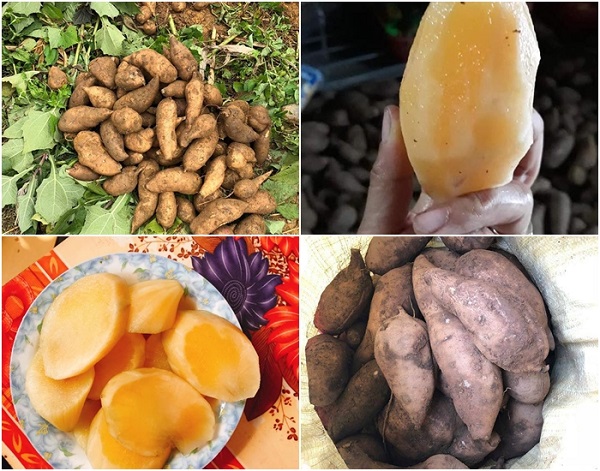 Dinh dưỡng có trong sâm đất củ to