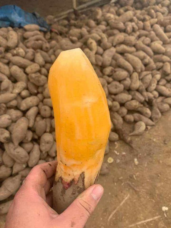 Sâm đất của to tại THAPHACO