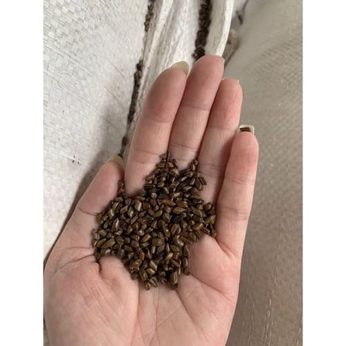 Ưu điểm nhập sỉ hạt muồng