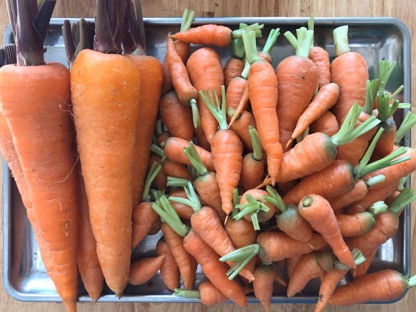 Nên chọn cà rốt baby không?