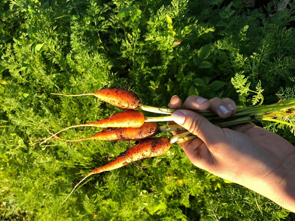 Cà rốt baby có thực sự sạch