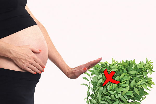 Người mang thai không nên ăn rau ngót