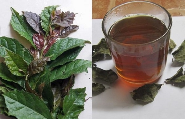 Uống xạ đen phơi khô có thật sự tốt?