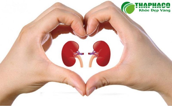 Mối liên hệ giữa gan và thận