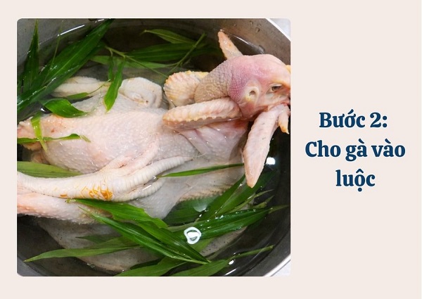 Cho gà vào luộc đúng cách