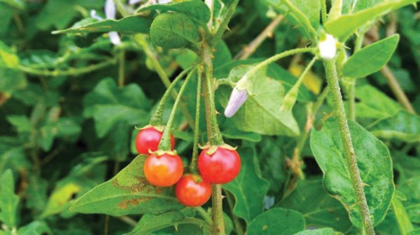 Nguồn sỉ cà gai leo tươi tại Đắk Lắk